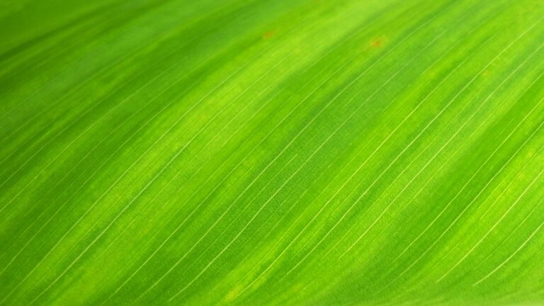 Macro shot of a green leaf's texture, ideal for backgrounds.